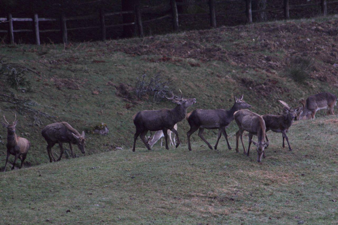 Cervi e Daini...da mesi sempre insieme